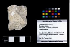 Foto (Objekt + Etikett) von Goniodromites sp.  (NHMW-GEO-1990-0041-3990)